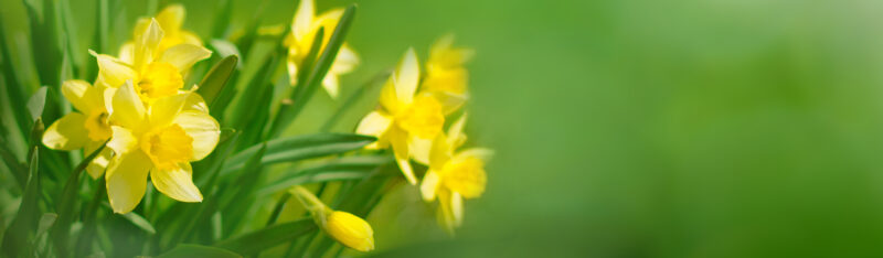 All the joys of spring